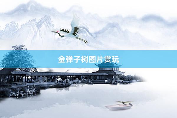 金弹子树图片赏玩
